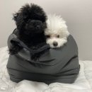 보호리카 네이버블로그