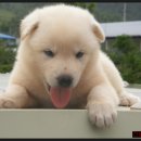 황룡켄넬 이미지