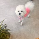 댕댕곳간 이미지