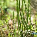 화훼장식기능사 이미지