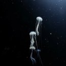 젤리피쉬 | 연극 &lt;젤리피쉬&gt; 후기 | 취약성을 품은 우리의 이야기