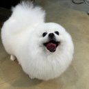 몽꾸르펫 이미지