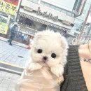 우아한강아지 이미지