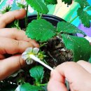 수정자연유치원 이미지