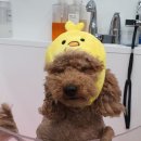 삐삐펫살롱 이미지