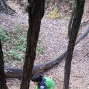 11월10일 햇살2반 숲활동(2)-가을숲에서 흙으로 소꼽놀이도 하고 나무의자도 만들어요 이미지