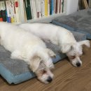 제제코