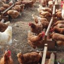 소농을 위한 자연순환유기축산ㆍ닭사육 자연농 자급자립교육 이미지