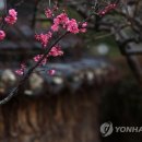 비봄