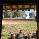 수선화 | 서산 유기방가옥 수선화 방문 후기