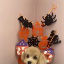 꾸니베어 이미지