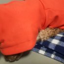 댕댕곳간 이미지