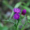 바람따라 이미지