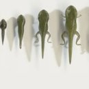 올챙이
