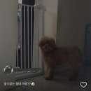 옷장이모 이미지