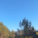 위드펫 빌리지 이미지