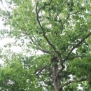 영풍 태장리 느티나무 이미지