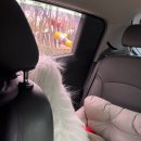 안양펫 | 오늘은 우리 강아지와 함께한 **안양 → 강남 펫 이동 서비스 이용 후기**를 남겨보려고 해요 🐶🚗