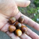 영천 치일리 인종태실 | 관음성지 5 - 영천 팔공산 은해사