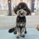 봉 그루밍 이미지