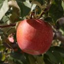 얼음골막걸리 이미지