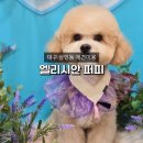 엘리시안퍼피 네이버블로그