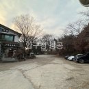 카페파이나무