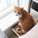 고양이집사 이미지