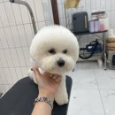 살롱드댕댕 이미지