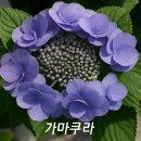 디엘마르 이미지