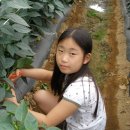 갈천농장 Daum카페