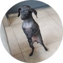 조양래동물병원 이미지