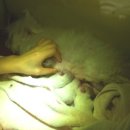 봉 동물병원 이미지