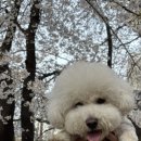 언니네PC | W-②. 제주도 애견동반 신혼여행 예약 (비행기표,숙소,렌트카)