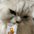 펫츄츄 이미지
