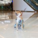 펫 & 쇼핑 이미지