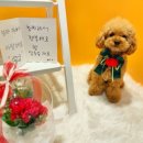 데일리 댕댕 이미지