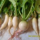 레디쉬 휴 이미지