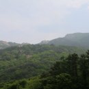 황매산 벚꽃길 이미지