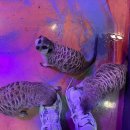 뽀송뽀송애견놀이방 | [인천/송도] 송도 실내 동물원 테이블에이 앤 로우캣! 미어캣, 알파카와 교감 체험 방문 후기