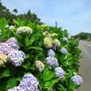 종달리수국길 이미지