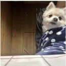 포천 애견 동반 펜션 아름드리 펜션