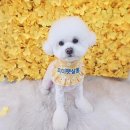 센트럴 펫살롱 이미지