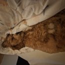 김동민 | 강아지 발바닥 핥음과 곰팡이 피부염 치료 후기 – 김현태김동민동물병원 방문기