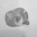 링크늘푸른동물병원 이미지