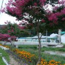 백일홍명품길 이미지