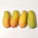 망고 쇼핑하우