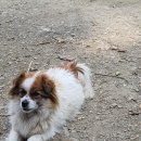 강이랑 아지랑 이미지