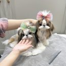 앨리스켄넬