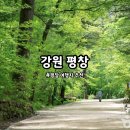 나라사랑비전허브 | 평창 가볼만한곳 추천! 육백마지기 월정사 전나무숲길 허브나라 하늘목장 양떼목장 여행 코스